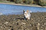 CORGI CARDIGAN 090